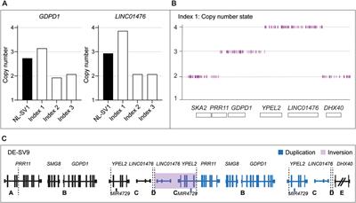 Identification of novel 3D-genome altering and complex structural variants underlying retinitis pigmentosa type 17 through a multistep and high-throughput approach